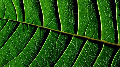 Leaf veins wallpaper - Photography wallpapers - #24446