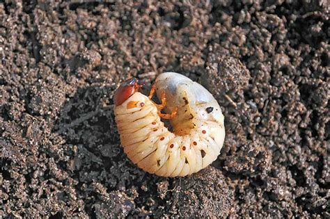 How to Identify and Control White Grubs | Gardener’s Path