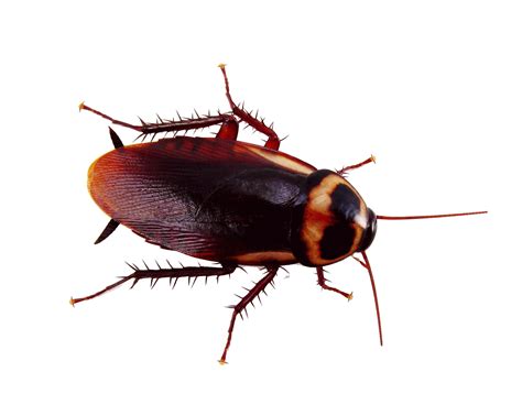 Cockroach PNG Image