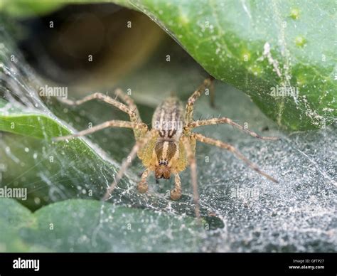 Funnel Weaver Spider waiting in web for prey Stock Photo - Alamy