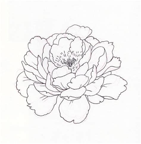 Peony drawing, Line art drawings, Flower sketches