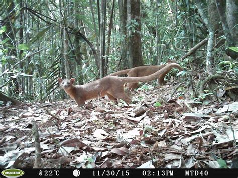 Caught on camera: The fossa, Madagascar's elusive top predator