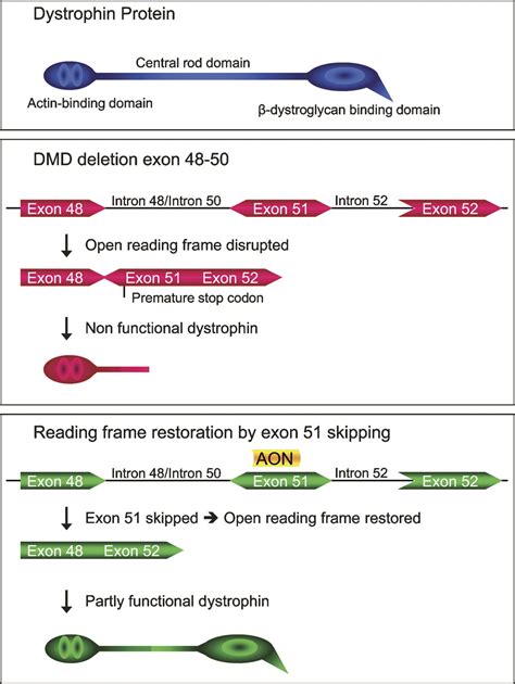 Antisense-mediated exon skipping: A versatile tool with therapeutic and ...