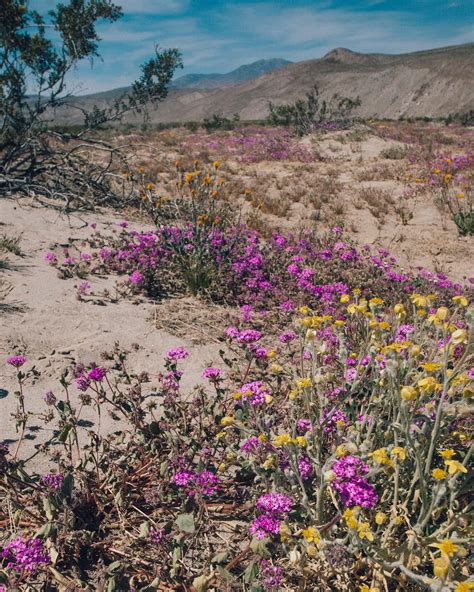 Everything You Need to Know About Camping in Anza Borrego