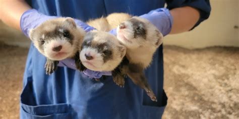 Name the National Zoo’s Adorable New Black-Footed Ferret Kits - Washingtonian