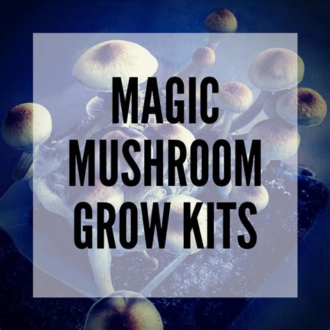 Magic mushroom growing kit - everything you need to know about grow kits - Smartific .com