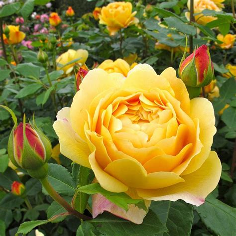 'Golden Celebration' rose | Hybrid tea roses, Rose seeds, Golden celebration rose