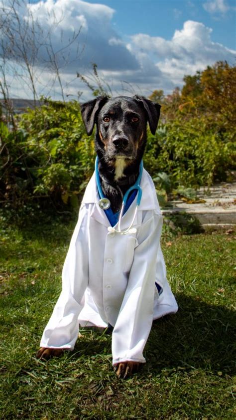 DIY Doctor Dog Costume - Rafferty