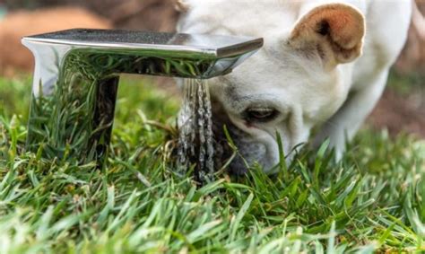 Green Ruff: Eco-Doghouse Topped with Live Grass & Solar Water Fountain ...