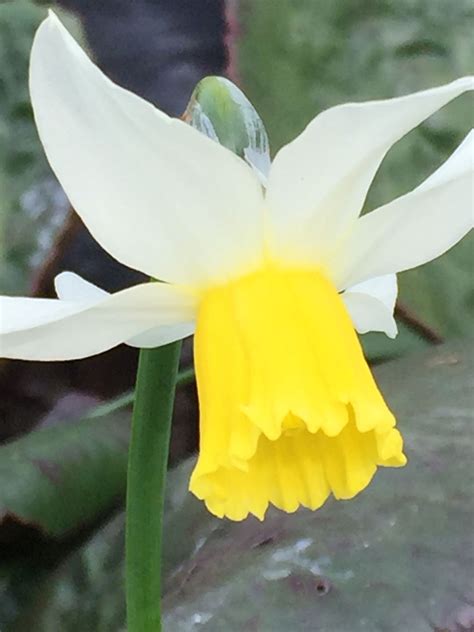 Narcissus | Narcissus, Plants, Bulb