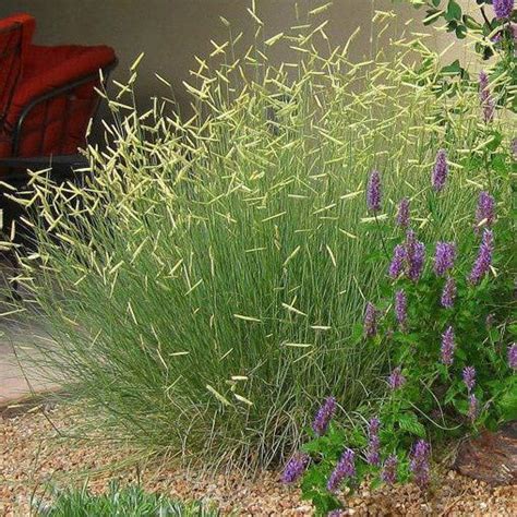 Blue Grama Grass for Sale Online – Greener Earth Nursery