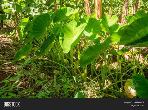 Yam Plant Growing Hot Image & Photo (Free Trial) | Bigstock