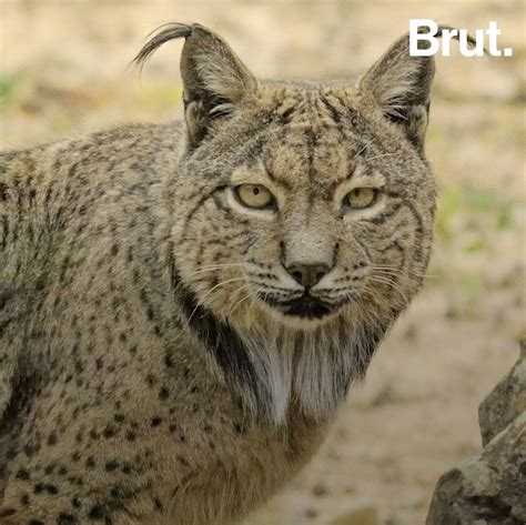 The Iberian lynx is no longer critically endangered | Brut.