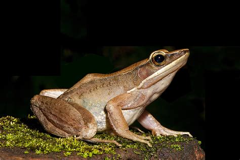 Six new species of golden-backed frogs identified in the Western Ghats