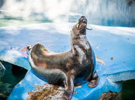 Sea lion feeding stock photo. Image of portrait, ocean - 59796624