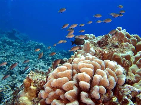 Hawaii's Threatened Coral Reefs | New Hampshire Public Radio