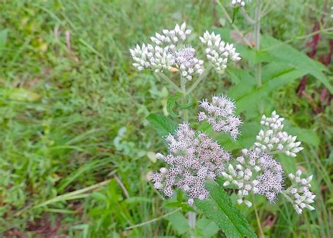 Boneset (Eupatorium perfoliatum) Identification, Medicinal Benefits, & More | Learn Your Land