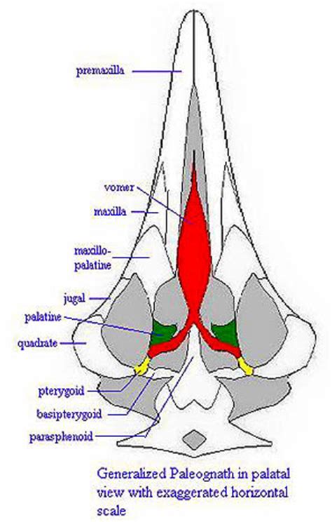 Palaeos Vertebrates Aves: Neornithes