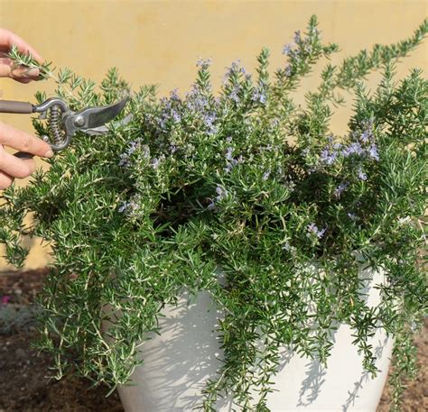 Creeping Rosemary For Sale Online by Alder and Oak Plants