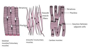 Voluntary and Involuntary muscles - Characteristics, Differences and Similarities - CBSE Class ...