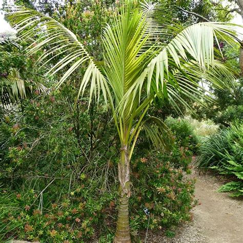 How To Grow Kentia Palm Tree (Howea forsteriana)