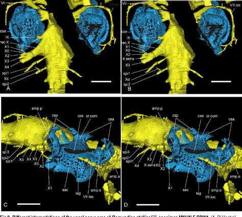 Figure 8 from The internal cranial anatomy of Romundina stellina Ørvig, 1975 (Vertebrata ...