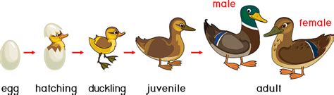 Life Cycle Of Bird Stages Of Development Of Wild Duck From Egg To Duckling And Adult Bird ...