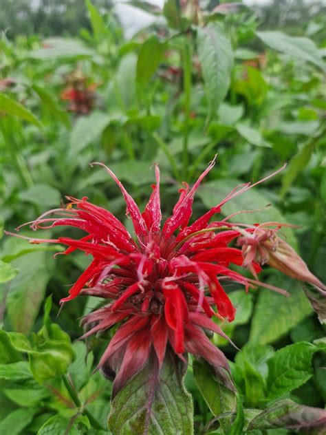 Monarda 'Cambridge Scarlet' | Proctors Nursery