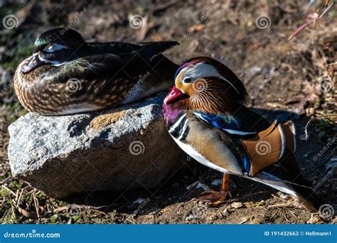 Male Mandarin Duck stock image. Image of wild, green - 191432663