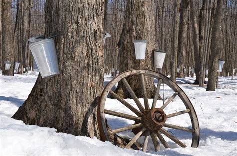 How To Tap and Make Your Own Maple Syrup on Snowshoes