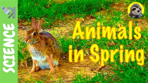 SPRING for KIDS! | Animals in Spring - YouTube