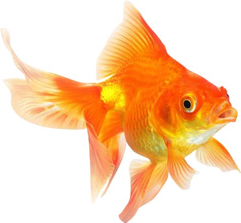 Goldfish PNG