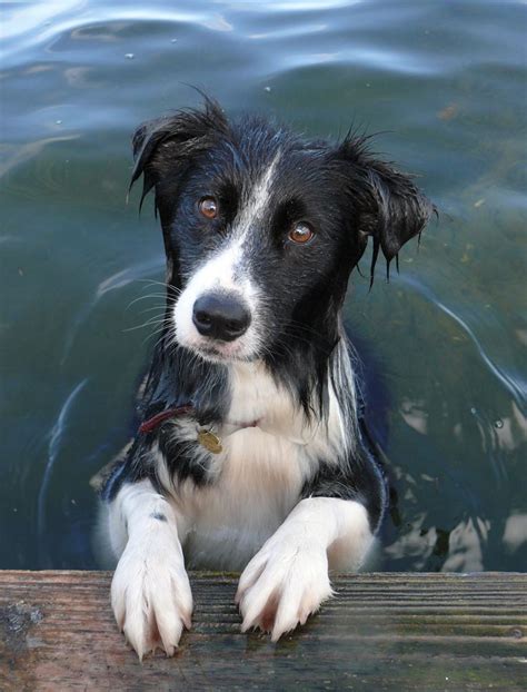 1090 best Border collies images on Pinterest | Border collie pups, Collie dog and Animals dog