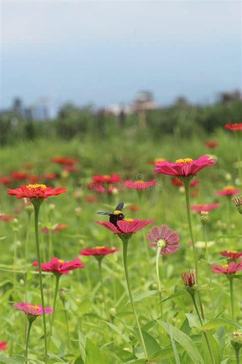 Photo of Paper Flower in Indonesia the Name is Bunga Kertas. Its Latin Name is Zinnia Elegans ...