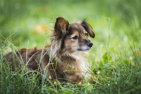 Sheltie Pin (Shetland Sheepdog & Miniature Pinscher Mix) Info ...