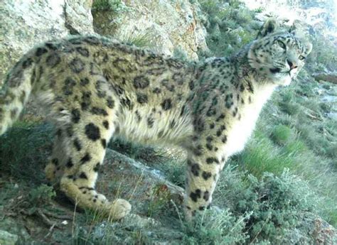 Snow leopard | Snow leopard, Snow leopard endangered, Bengal cat