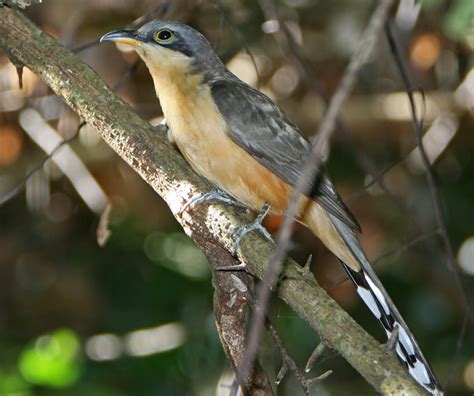 CUBAN CUCULIFORMES - Cuckoos, Anis| Wildlife Journal Junior