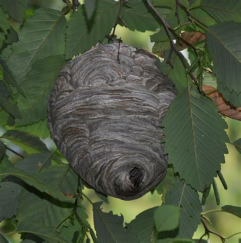 Image Gallery hornet nest identification