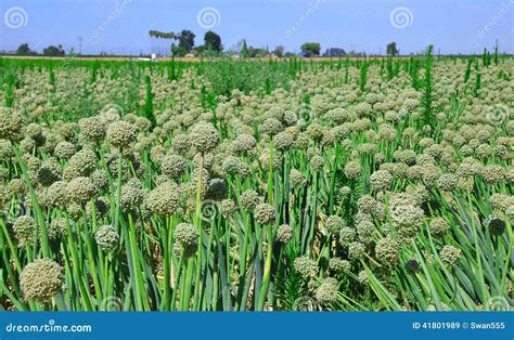 Green onion seeds. stock image. Image of onion, ground - 41801989