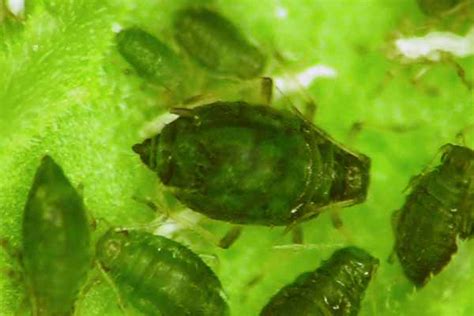 Aphis (aphids): identification, images, ecology