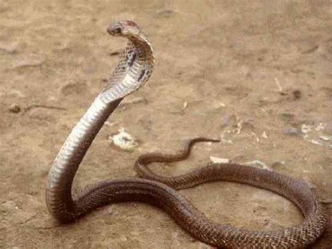 Top 10 Most Venomous Snakes - Listverse