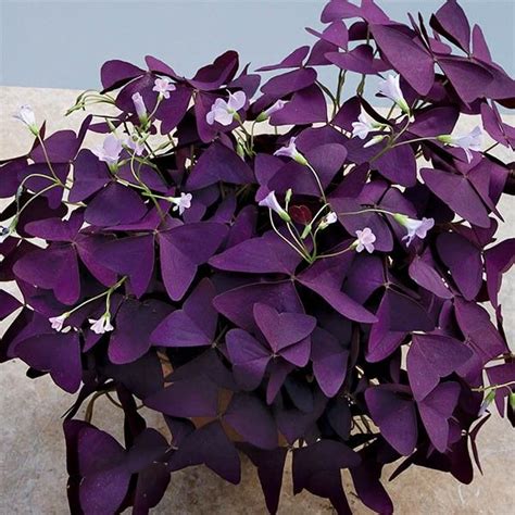Purple Shamrock Plant (Oxalis regnellii 'Francis') | Purple plants ...