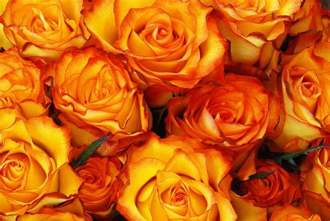 Orange Rose Meaning & Symbolism: 6 Important Interpretations - Petals ...