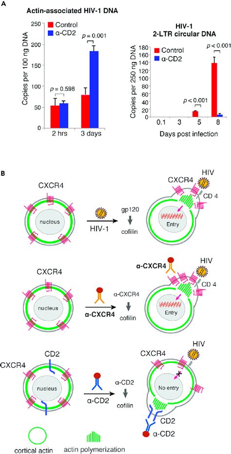 CD2 signaling inhibits HIV-1 nuclear entry | Download Scientific Diagram