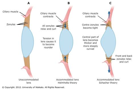 the muscles are labeled in three different ways, including an arm and ...