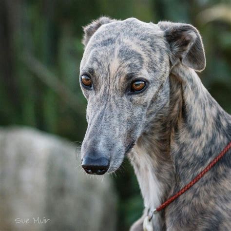 Brindle greyhound Greyhound Art, Italian Greyhound, Greyhound Adoption, Fox Dog, Dog Cat ...