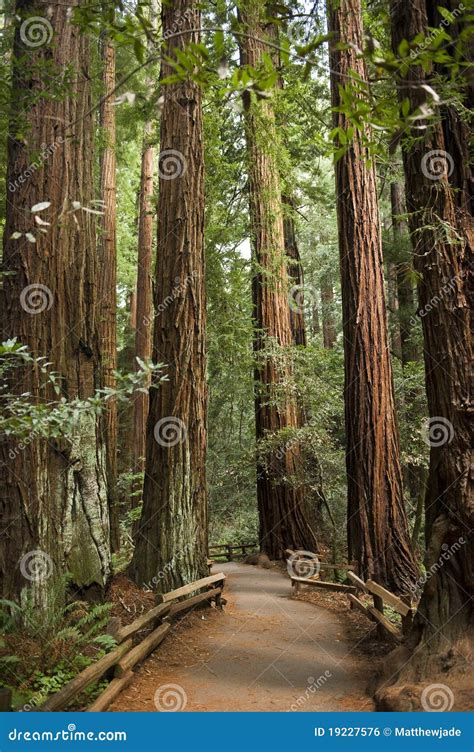 Giant Redwood Forest View From Below Royalty-Free Stock Photo ...