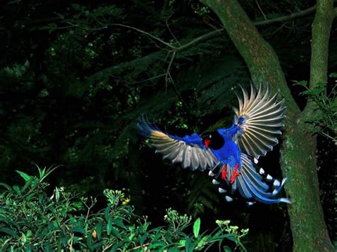 Most beautiful birds: Taiwan Blue Magpie - Strange Sounds