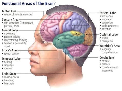 Traumatic Brain Injury: An Insider's Introduction | HuffPost