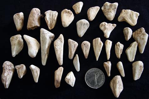 Fossilized Tooth Identification